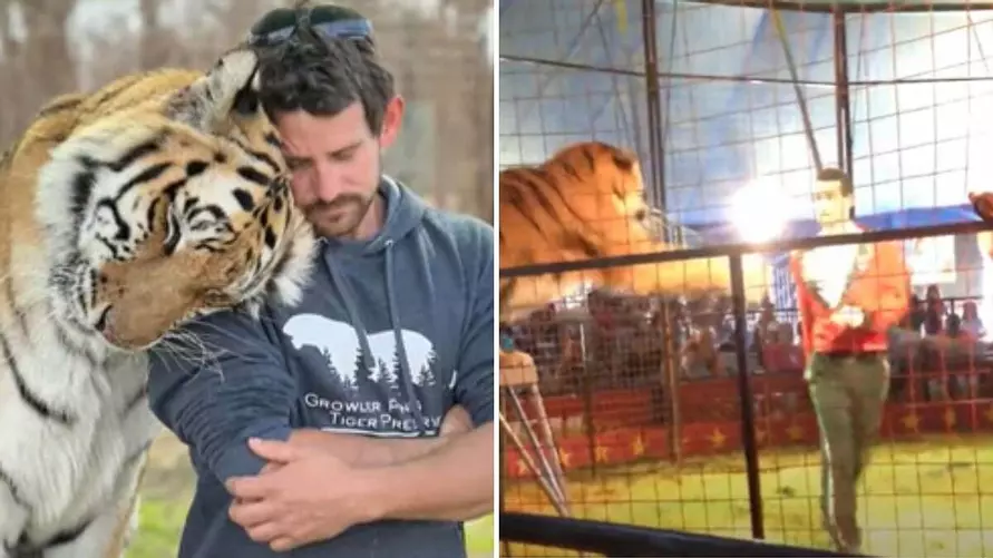 Он верил в связь с диким животным. Тигр убил дрессировщика прямо на глазах детей и взрослых