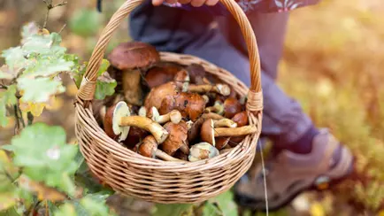 В этой стране ЕС за сбор грибов штраф 4500 евро или месяц тюрьмы — «Это абсурд»?