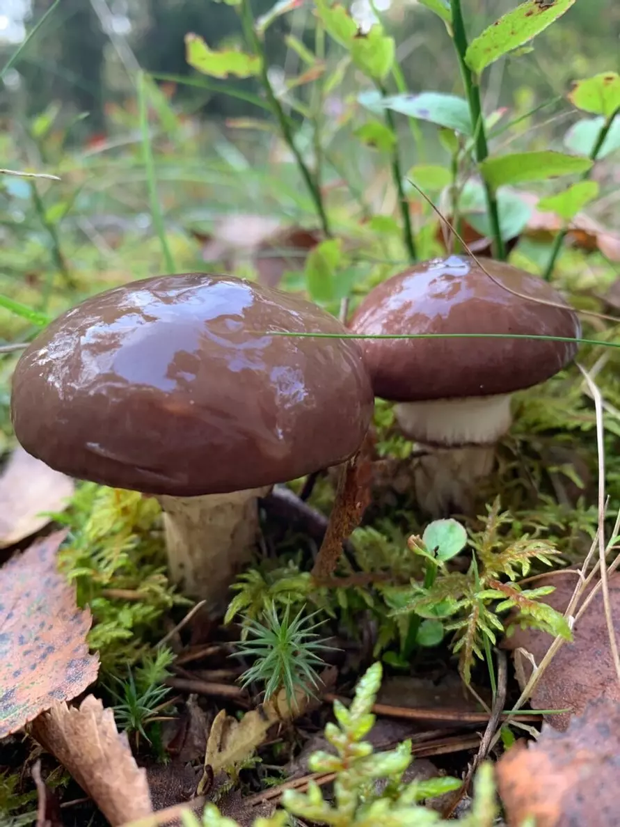 Белорусские грибники пожаловались на «абсолютно пустой» лес. А в каких областях объявили «подосиновиковый бум»?