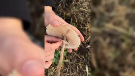 Белорусский грибник показал, как есть самую недооцененную «поганку»