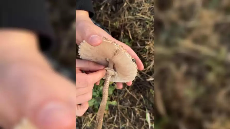 Белорусский грибник показал, как есть самую недооцененную "поганку"