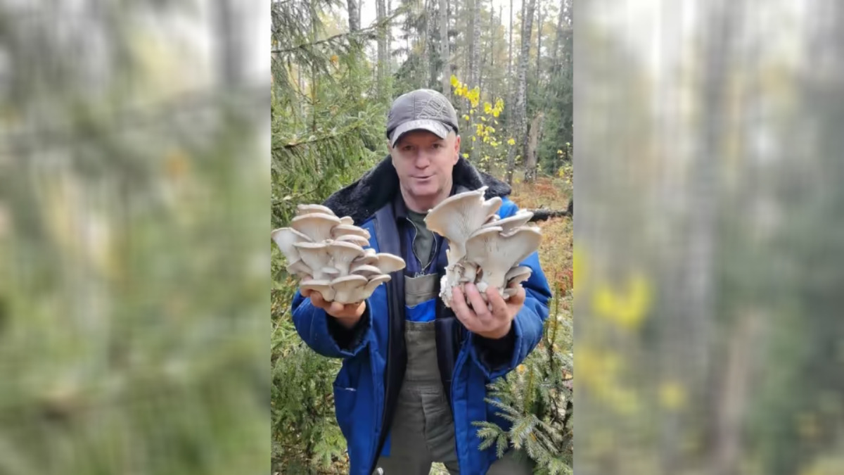 "Жить хотим" - Грибник показал "магазинные" грибы в лесу. Не все зрители согласились их собирать
