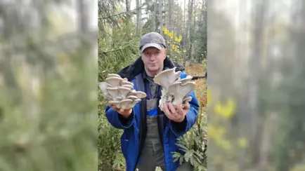 «Жить хотим» — Грибник показал «магазинные» грибы в лесу. Не все зрители согласились их собирать