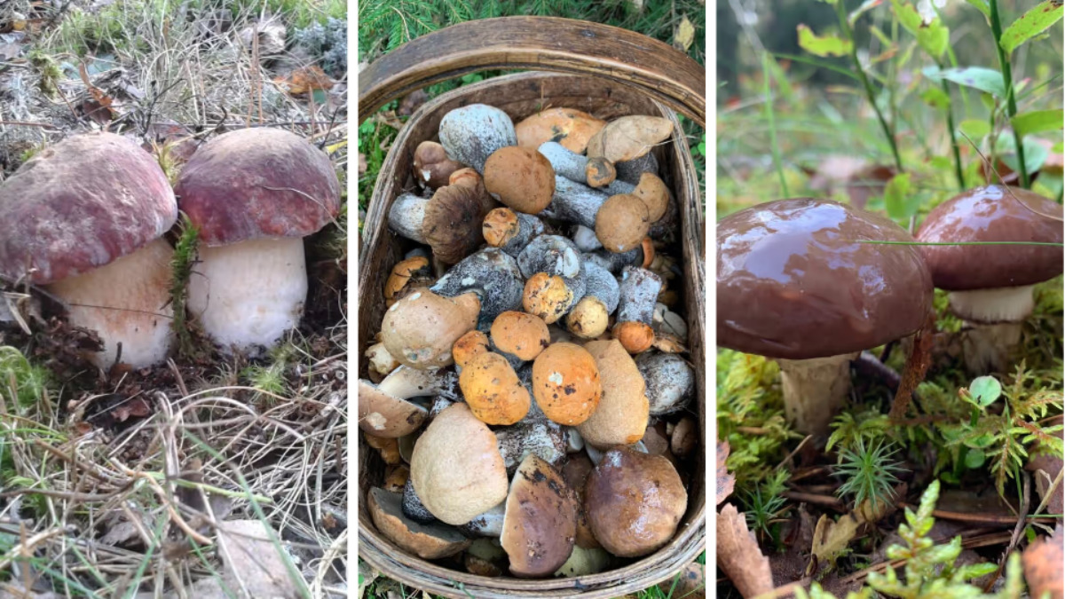 Белорусские грибники пожаловались на «абсолютно пустой» лес. А в каких областях объявили «подосиновиковый бум»?