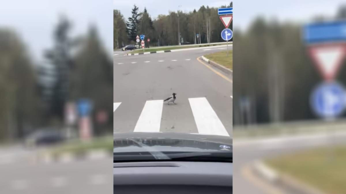 «В Беларуси даже птицы спешиваются» - Видео очень вежливой вороны покорило TikTok