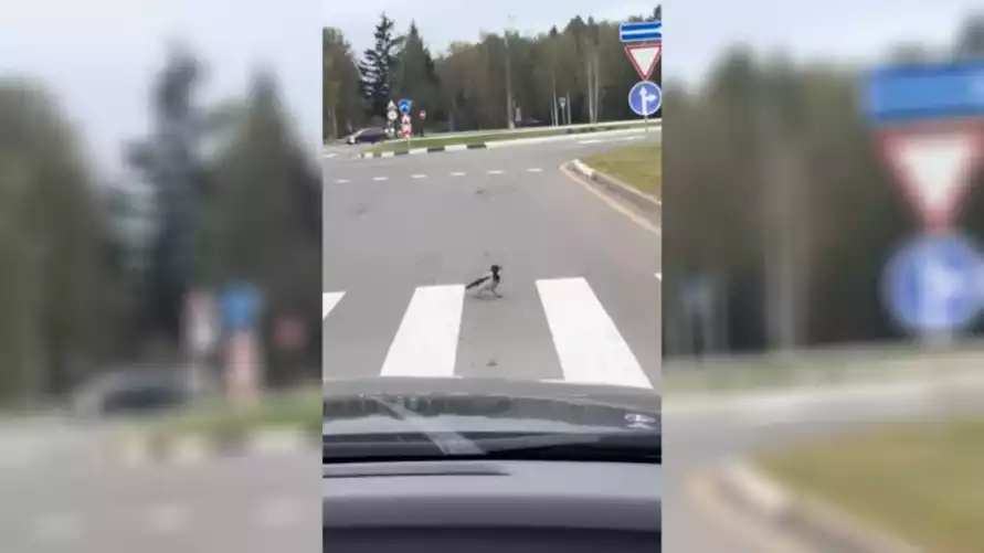 «В Беларуси даже птицы спешиваются» - Видео очень вежливой вороны покорило TikTok