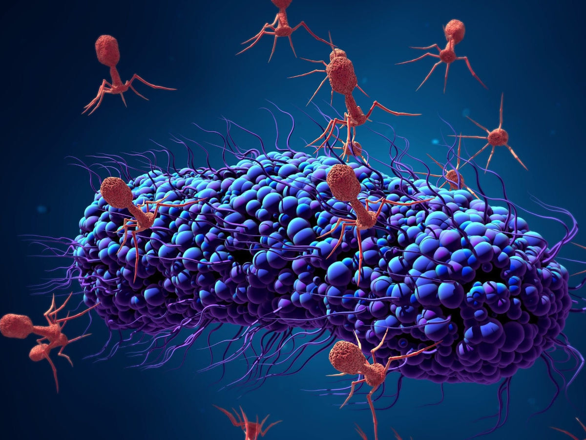 Учёные предложили вернуться к замене антибиотиков, найденной 100 лет назад. Помогут ли решить кризис супербактерий?