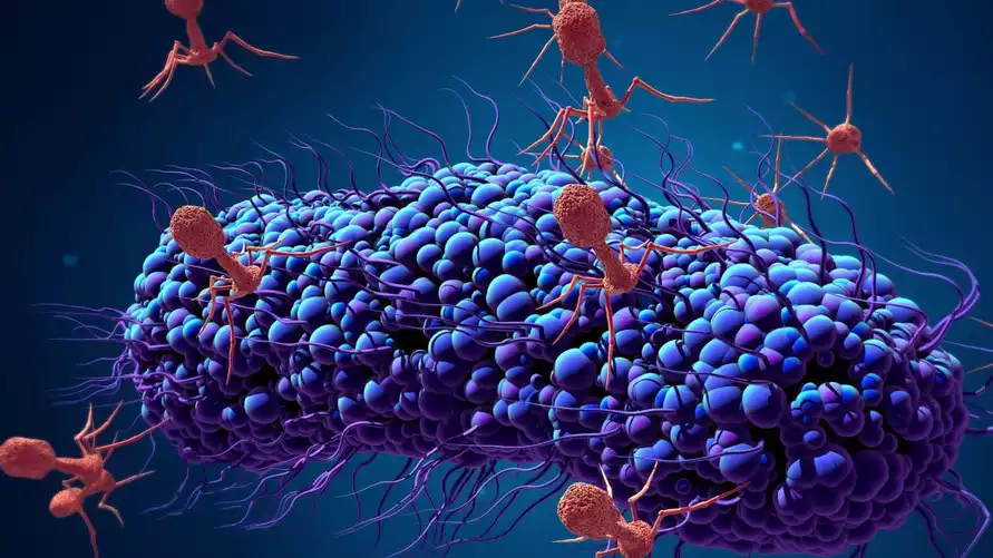 Учёные предложили вернуться к замене антибиотиков, найденной 100 лет назад. Помогут ли решить кризис супербактерий?