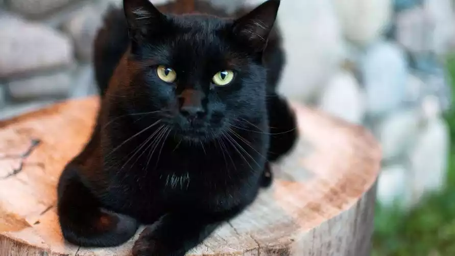 В испанском городе запретили заводить дома черных кошек