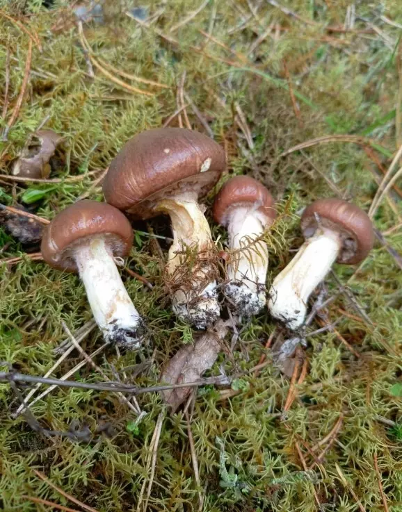 «В лесу мало, а тут попадаются» - Грибник показал, где белорусам набрать полные корзины белых в начале октября