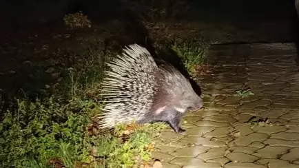 Жители деревни под Гомелем пожаловались на набеги дикобраза. Скрывался в лесах полгода?