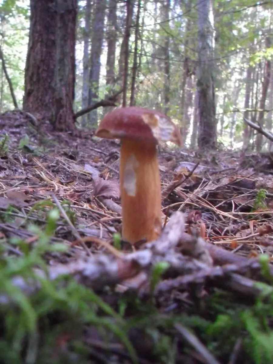 Белорусские грибники пожаловались на «абсолютно пустой» лес. А в каких областях объявили «подосиновиковый бум»?