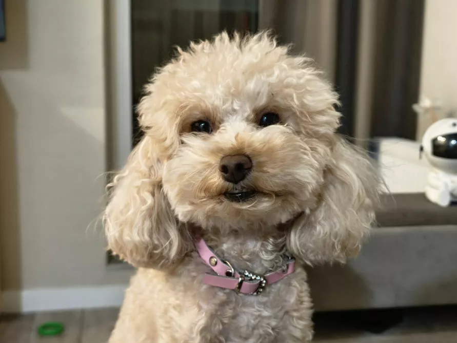 Яркие фотографии даже в ночи Что умеет новый камерофон Xiaomi 15T Pro