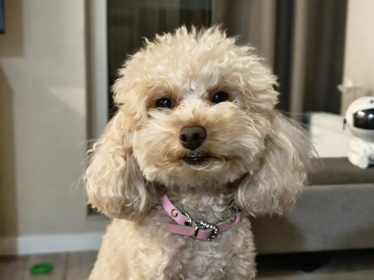 Яркие фотографии даже в ночи Что умеет новый камерофон Xiaomi 15T Pro