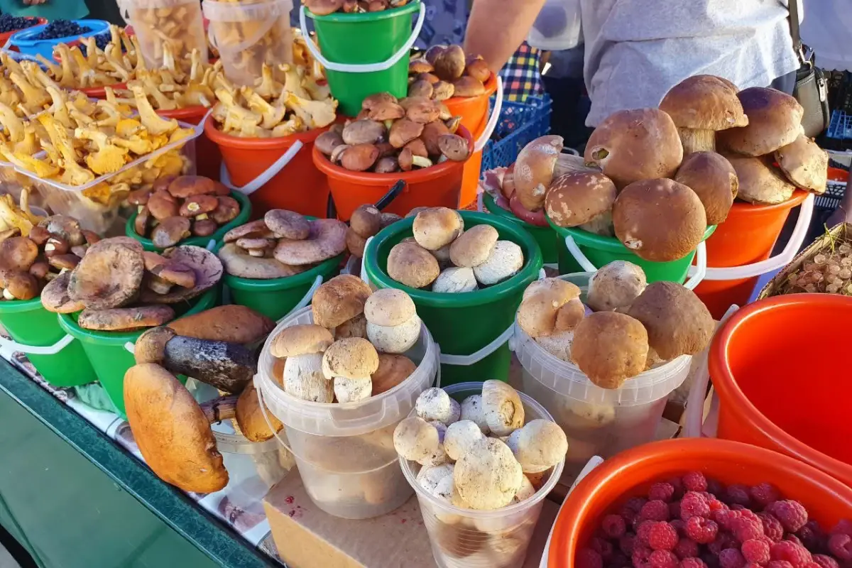 Сколько стоят грибы в Беларуси? Сравнили с ценами в Европе и узнали, где запредельные