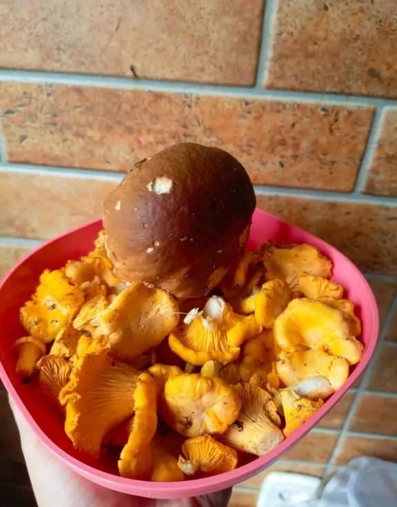 «В лесу мало, а тут попадаются» - Грибник показал, где белорусам набрать полные корзины белых в начале октября