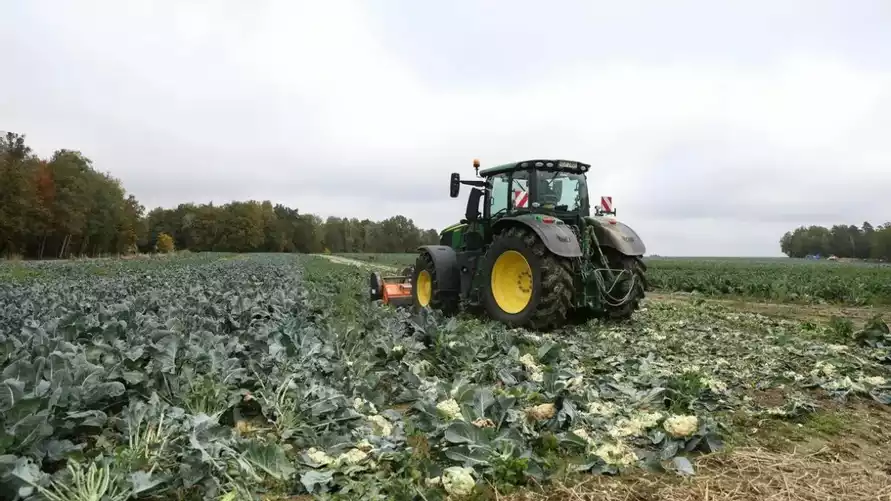 Польский фермер публично раздавил 25 000 кочанов капусты в знак протеста — «Вы можете себе это позволить?»