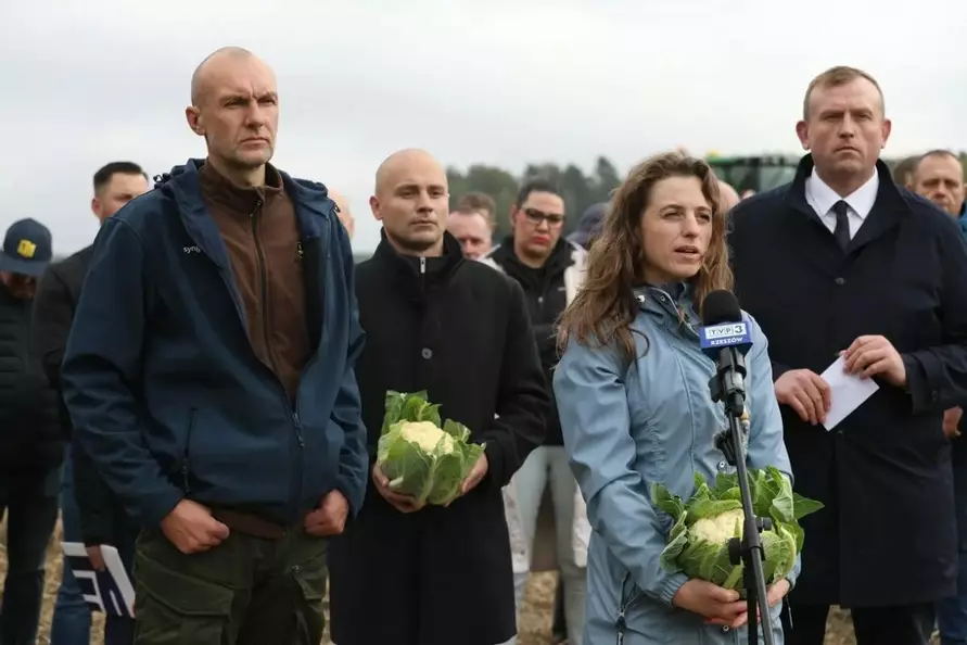 Польский фермер публично раздавил 25 000 кочанов капусты в знак протеста — «Вы можете себе это позволить?»