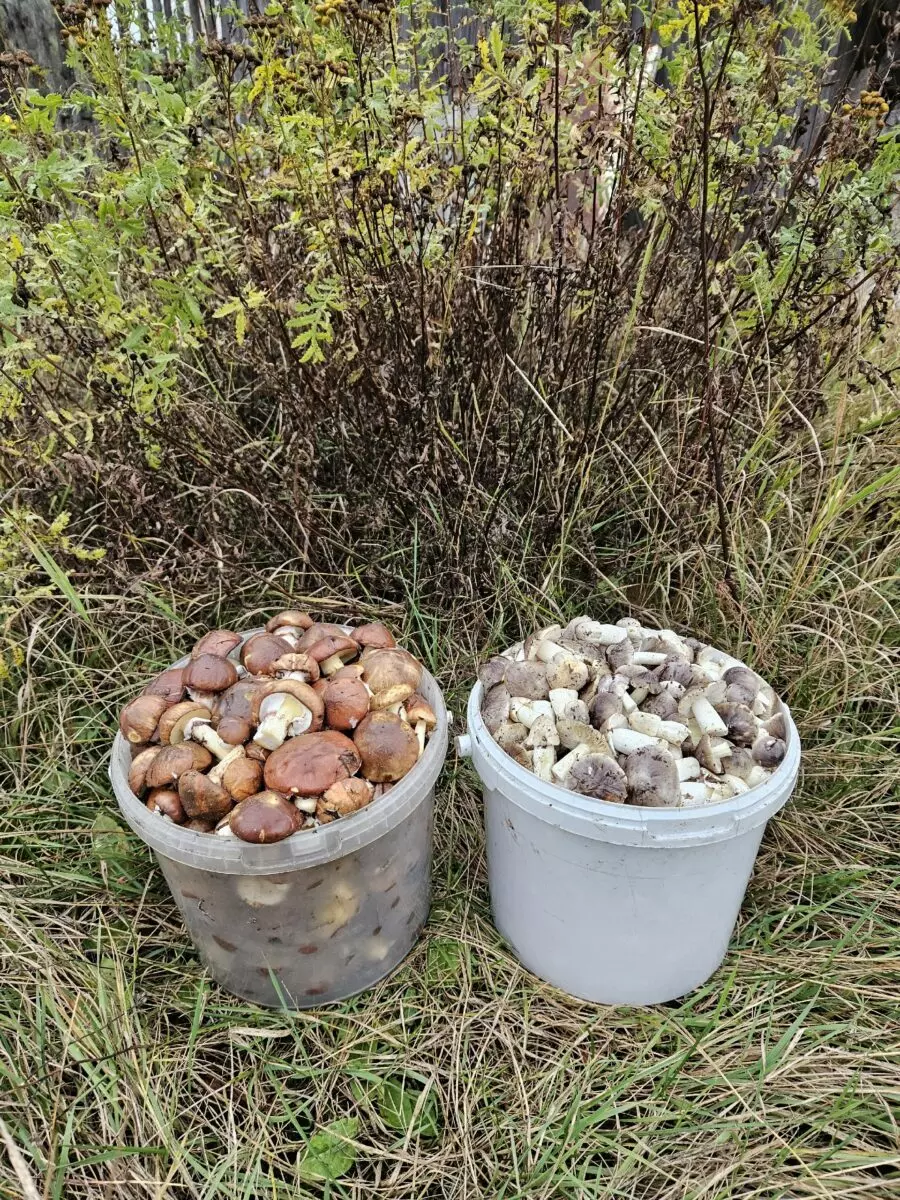 Белорусы показали, где в конце октября вывозят багажниками «самые вкусные грибочки»