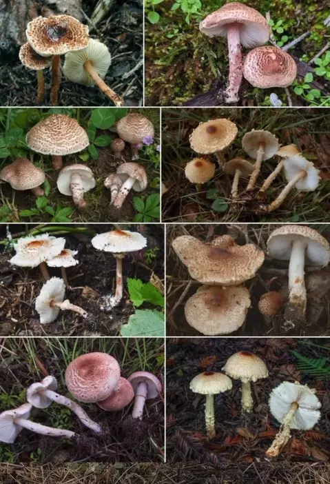 Белорусский грибник показал, как есть самую недооцененную поганку