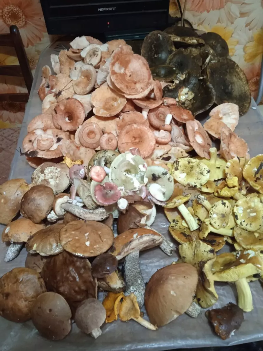 Что-то начинается – Центр и восток Беларуси включились в грибную охоту. Где пошли вешенки, маслята и опята?