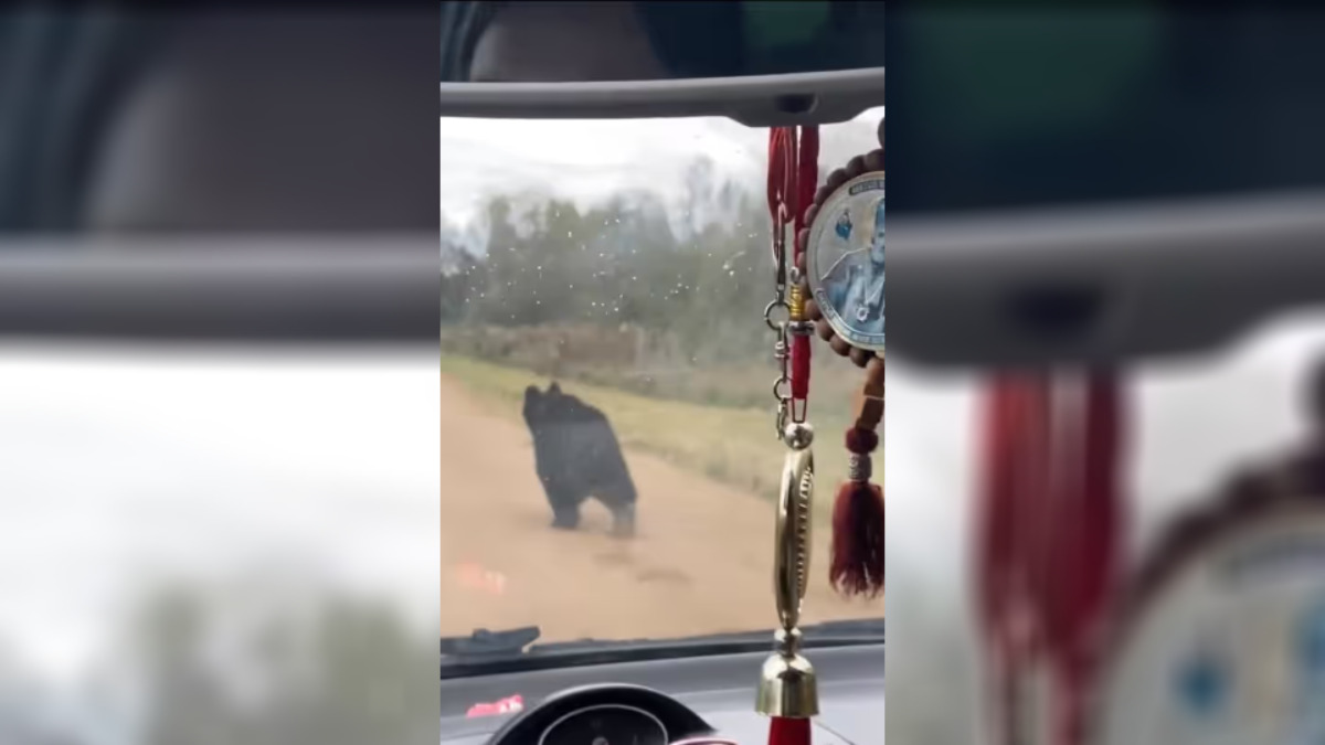 Под Крупками семья устроила гонки с медведем – «Он запомнил вашу машину»