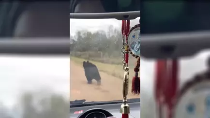 Под Крупками семья устроила гонки с медведем – «Он запомнил вашу машину»