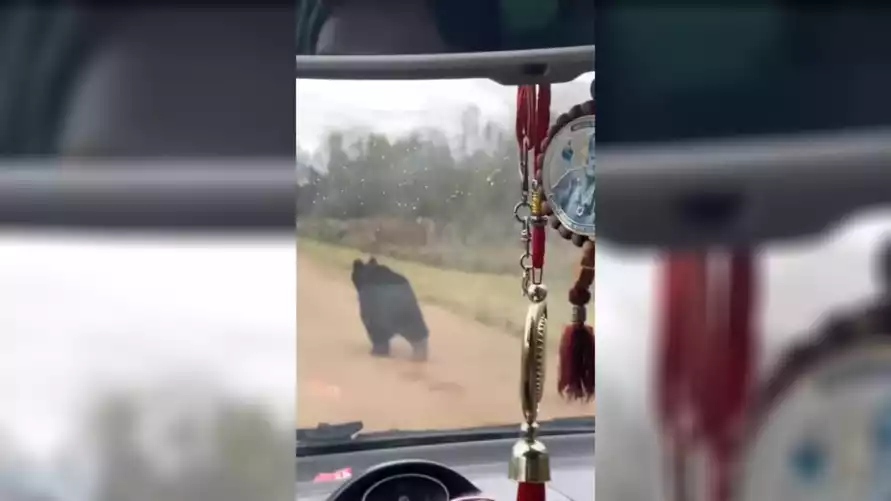 Под Крупками семья устроила гонки с медведем – «Он запомнил вашу машину»