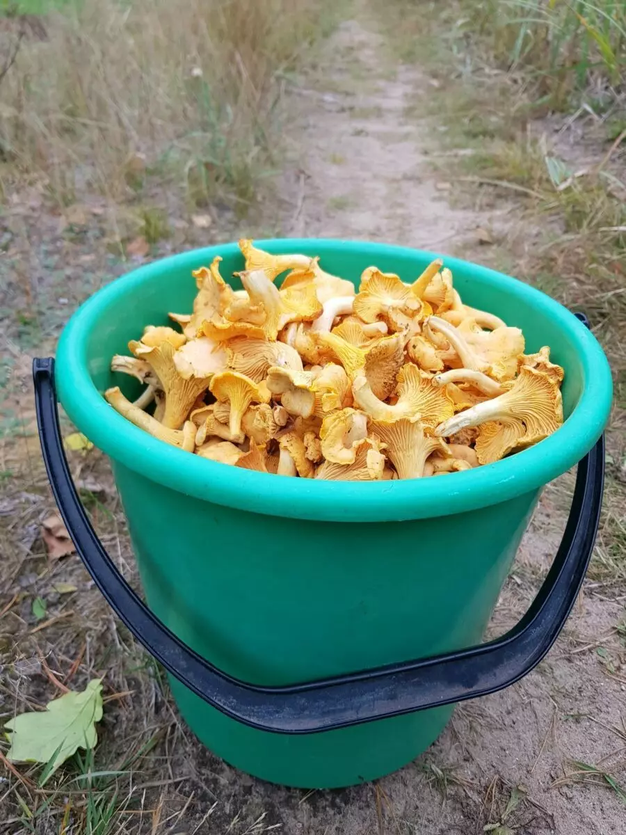 «В лесу мало, а тут попадаются» - Грибник показал, где белорусам набрать полные корзины белых в начале октября