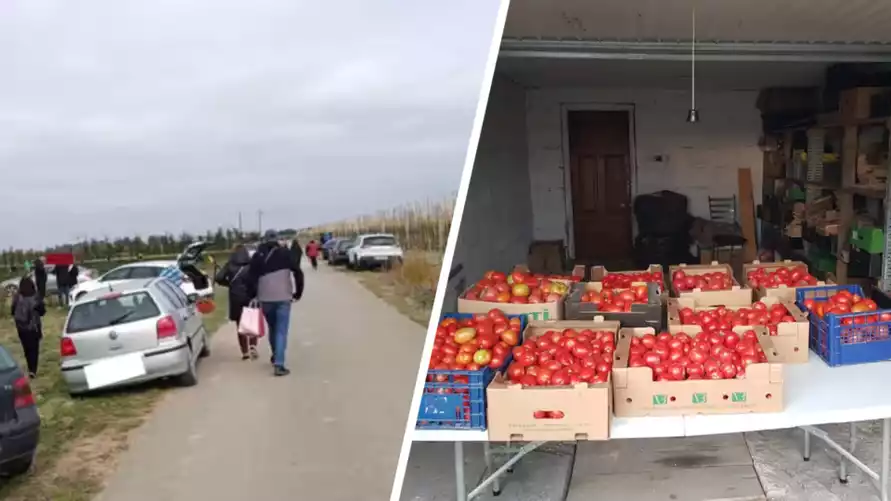 Польские фермеры начали массово бесплатно раздавать свой урожай