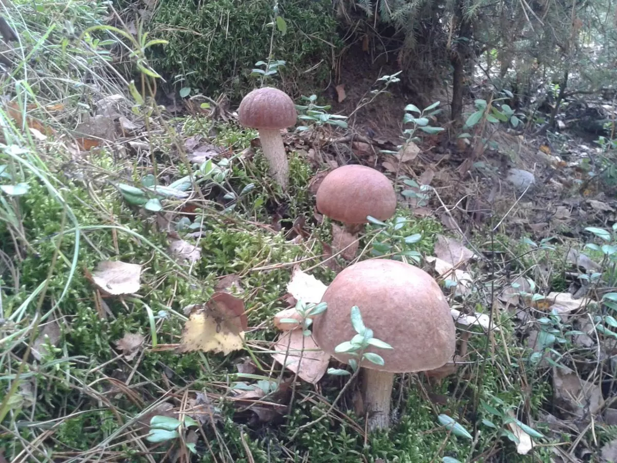 Белорусские грибники пожаловались на «абсолютно пустой» лес. А в каких областях объявили «подосиновиковый бум»?