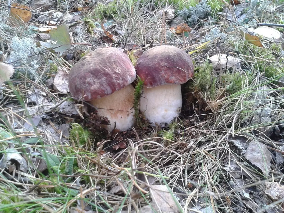 Белорусские грибники пожаловались на «абсолютно пустой» лес. А в каких областях объявили «подосиновиковый бум»?