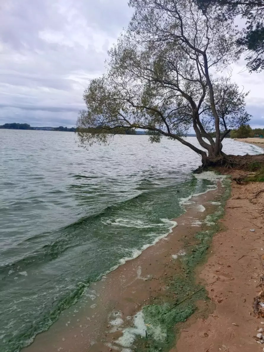 Под Минском позеленело море
