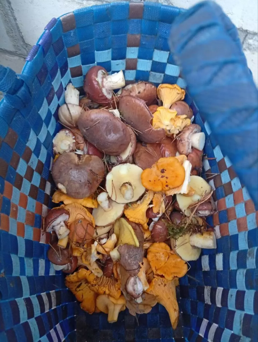 «В лесу мало, а тут попадаются» - Грибник показал, где белорусам набрать полные корзины белых в начале октября