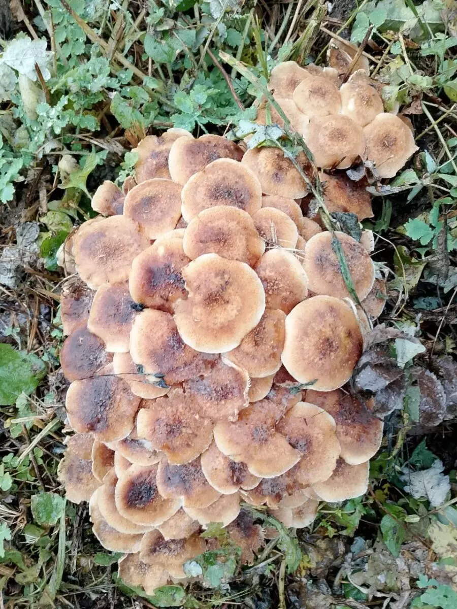 Что-то начинается – Центр и восток Беларуси включились в грибную охоту. Где пошли вешенки, маслята и опята?