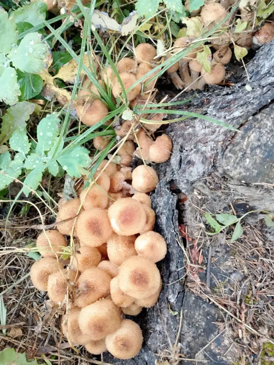Что-то начинается – Центр и восток Беларуси включились в грибную охоту. Где пошли вешенки, маслята и опята?