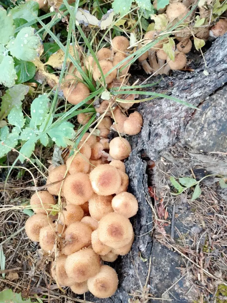 Что-то начинается – Центр и восток Беларуси включились в грибную охоту. Где пошли вешенки, маслята и опята?