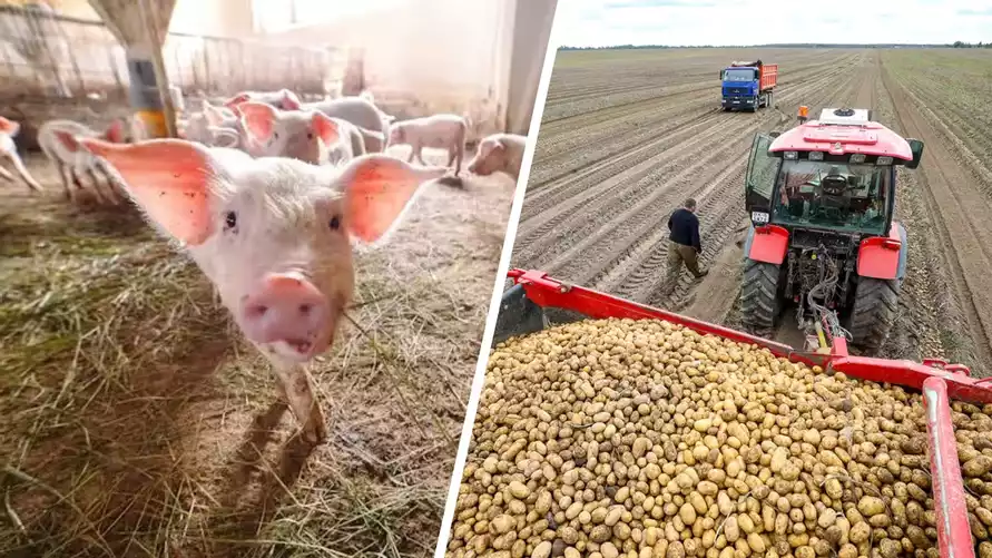 В Беларуси снизилось производство мяса и поголовье. А что с овощами и картошкой?