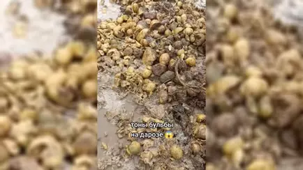 Под Новогрудком дорогу «отремонтировали» с помощью картошки — «По-шляхетски»