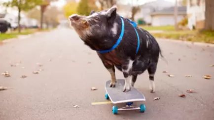 Поросенок-скейтбордист попал в Книгу рекордов Гиннесса и стал звездой интернета