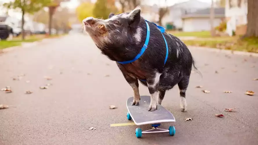 Поросенок-скейтбордист попал в Книгу рекордов Гиннесса и стал звездой интернета