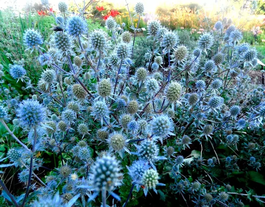 Эти 5 видов растений белорусам посоветовали не обрезать осенью – «Не зацветут и даже погибнут!»