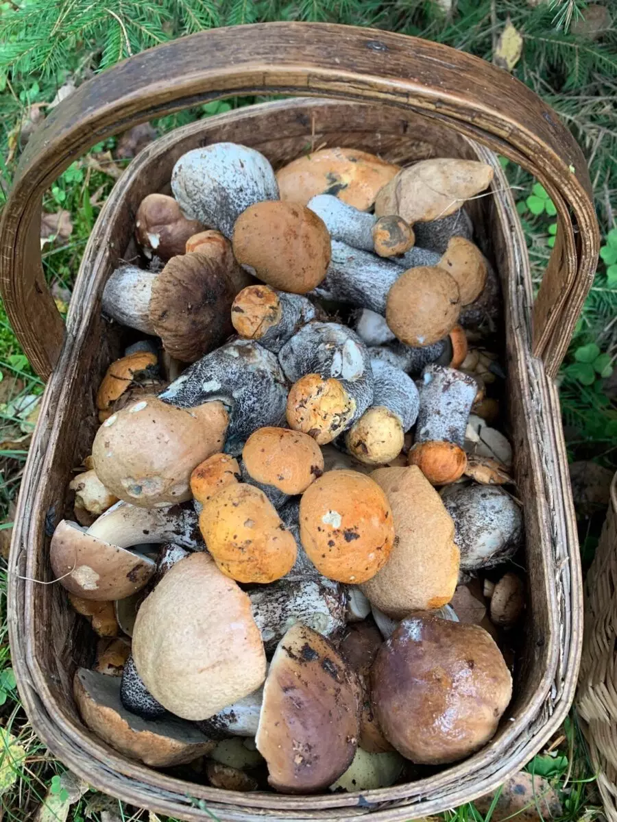 Белорусские грибники пожаловались на «абсолютно пустой» лес. А в каких областях объявили «подосиновиковый бум»?