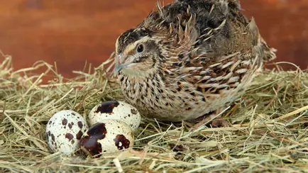 В Солигорске пообещали вывести генетически белорусскую перепёлку