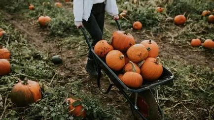 «Плати сколько хочешь» — Фермеры в Польше придумали ещё один способ бороться с торговыми сетями