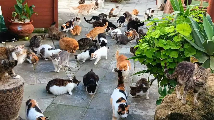 В этой стране количество кошек превысило население людей