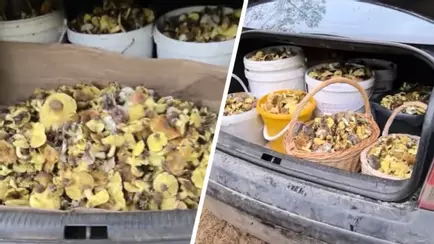 Белорусы показали, где в конце октября вывозят багажниками «самые вкусные грибочки»