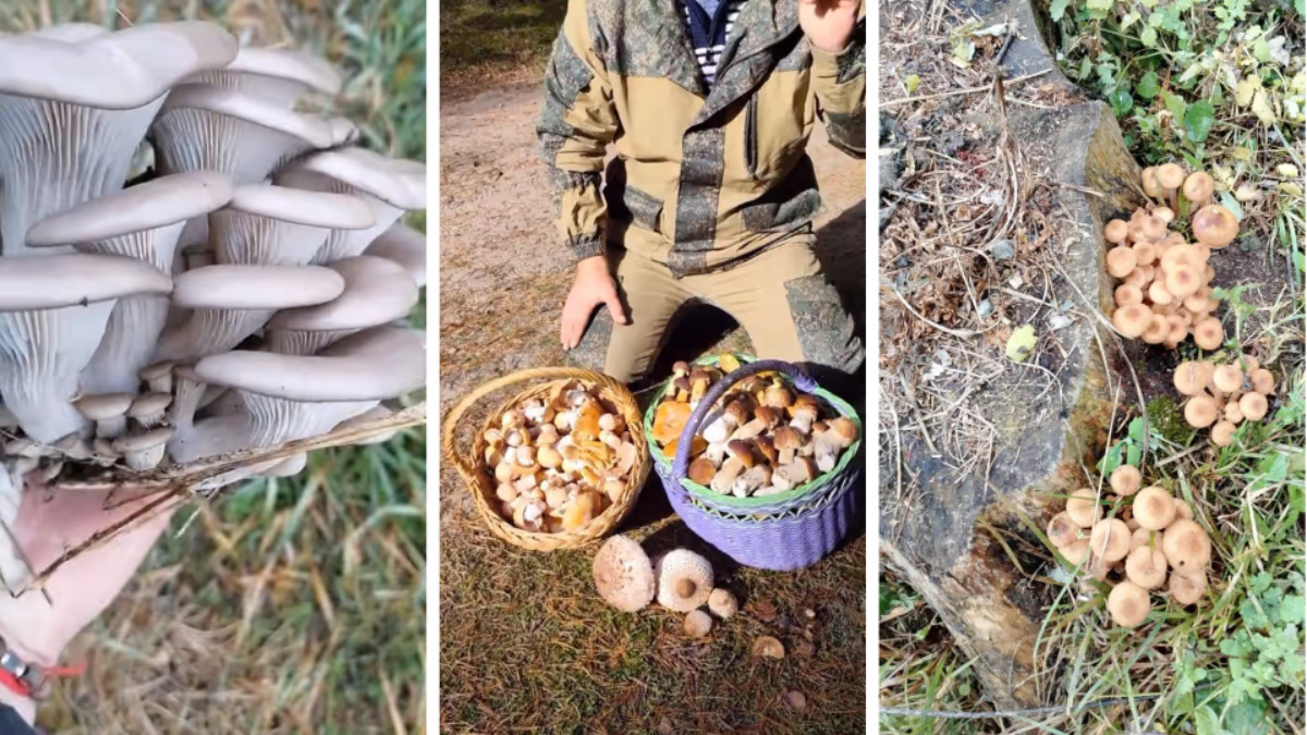 "Что-то начинается" – Центр и восток Беларуси включились в грибную охоту. Где пошли вешенки, маслята и опята?