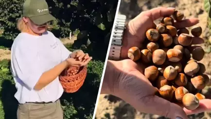 Белорусам предложили самостоятельно собрать фундук «по самой вкусной цене» — «Не такая уж и маленькая»