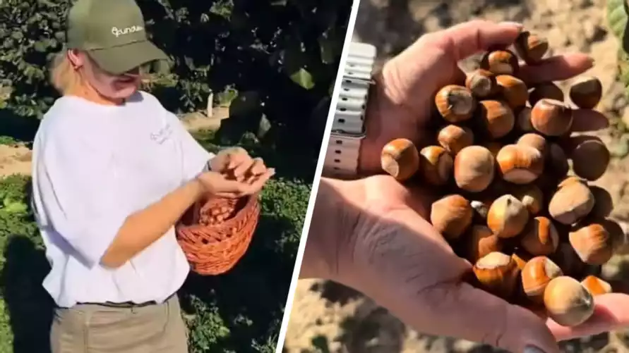 Белорусам предложили самостоятельно собрать фундук «по самой вкусной цене» - «Не такая уж и маленькая»